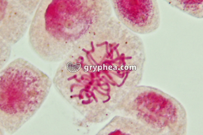 Mitose cellules de racine d'Ail - Métaphase x800 - gryphea.com